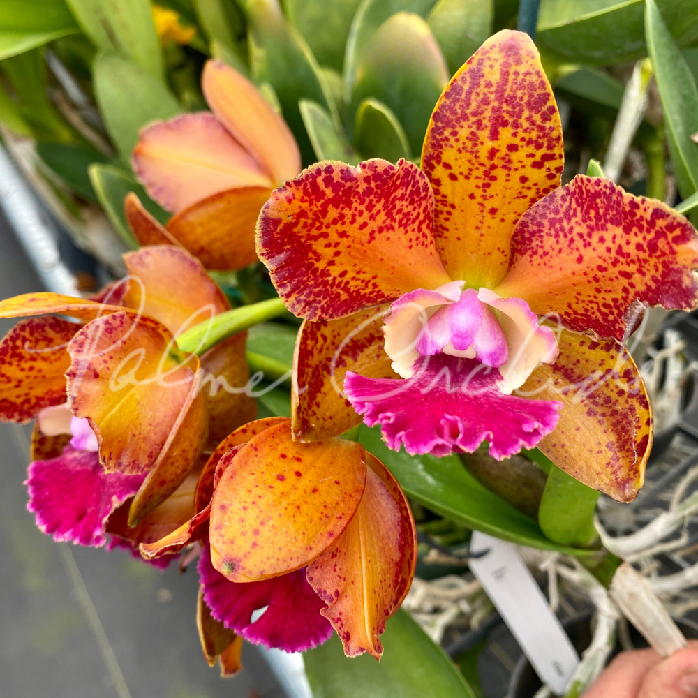 Rlc. Volcano Jewel — Palmer Orchids